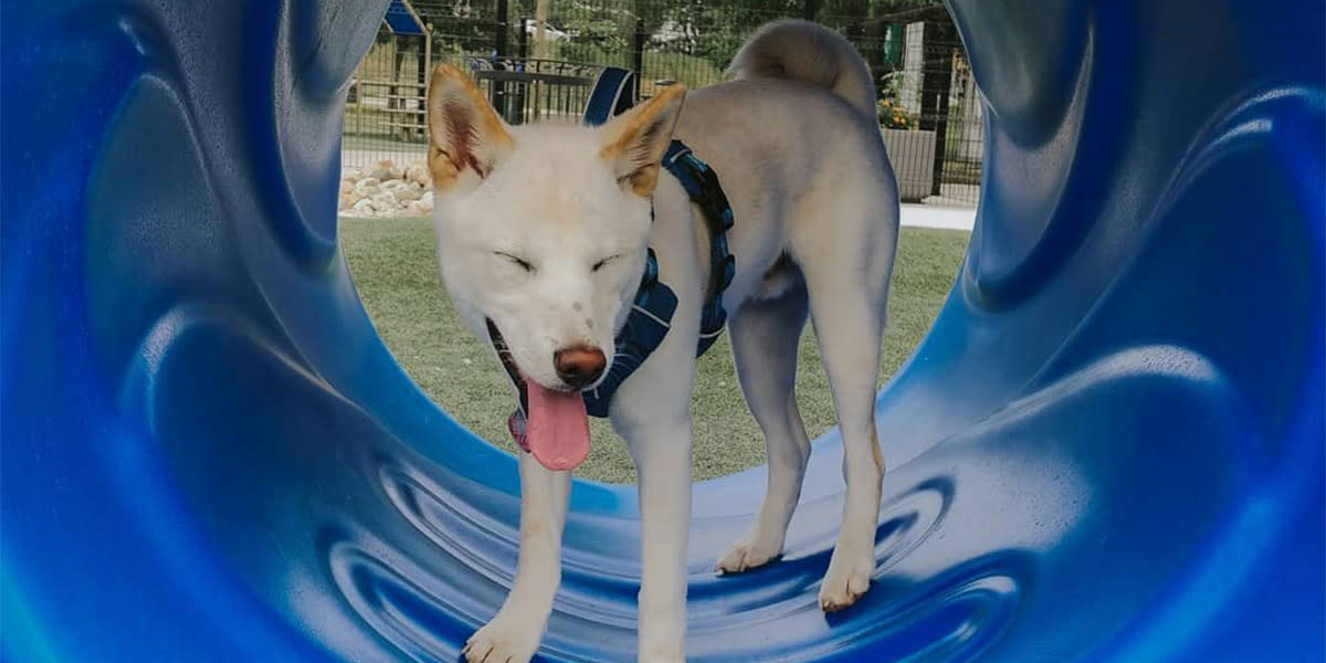 Dewey Dog Park