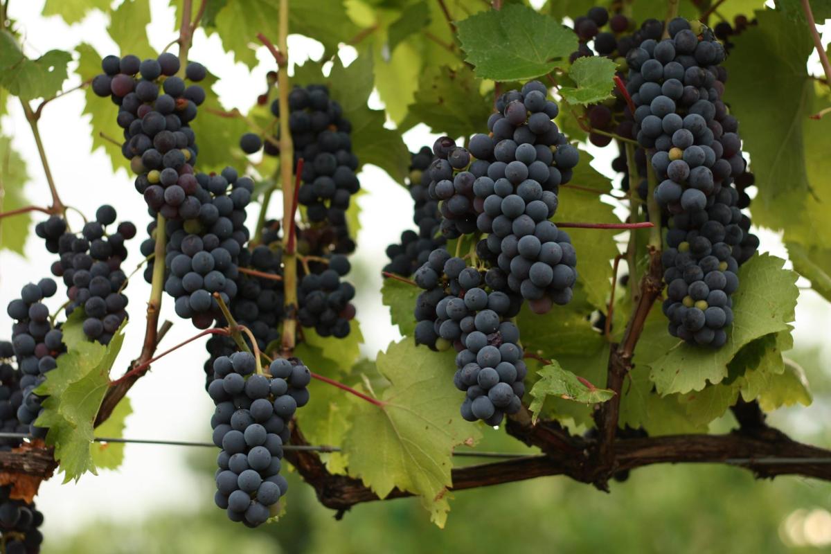 Vine and rushes winery outlet