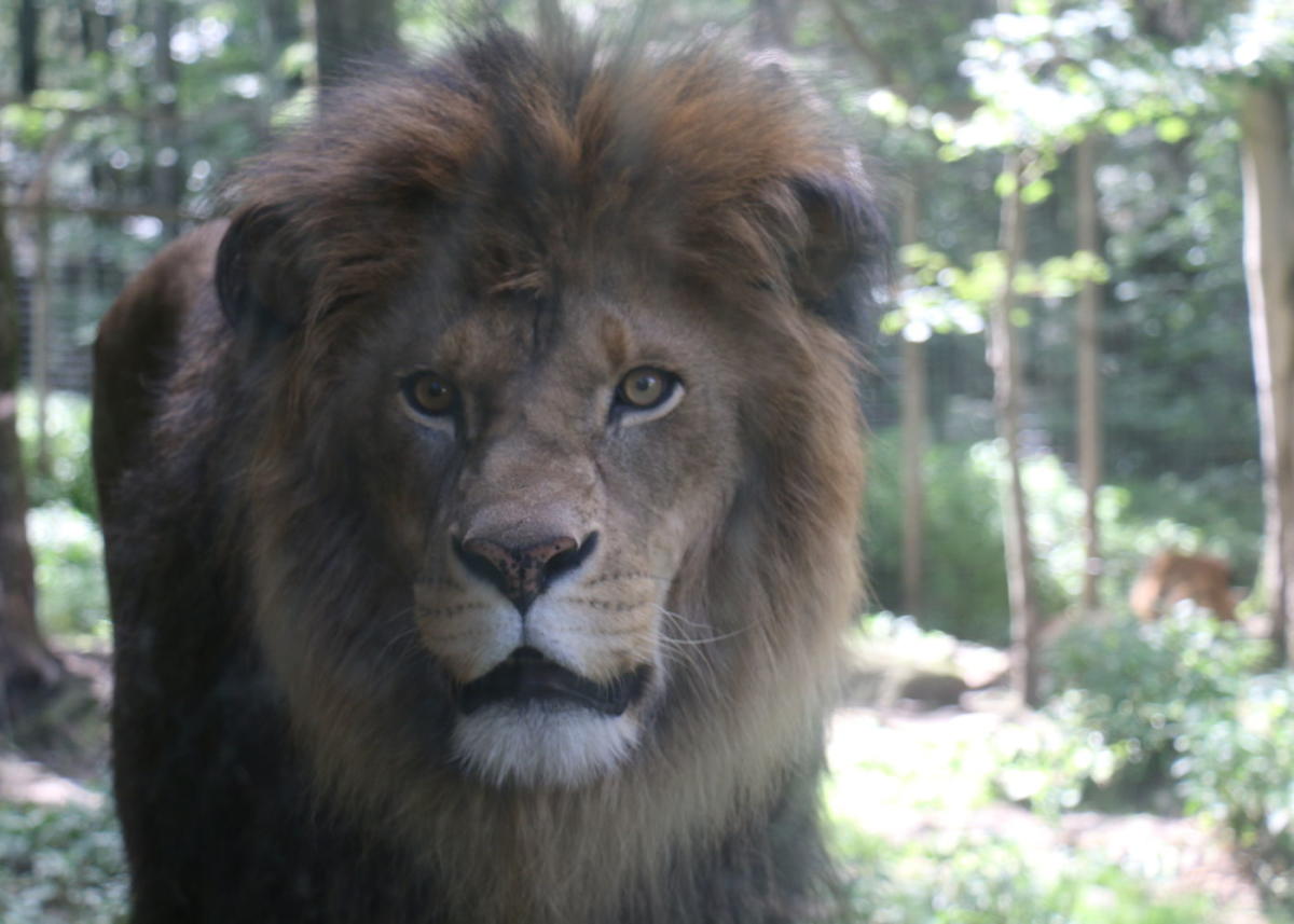 Claws 'n' Paws Animal Park
