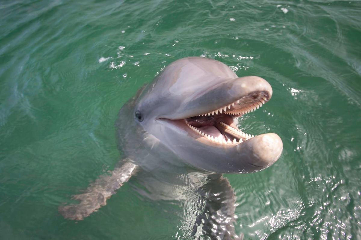 Dolphin Tours in Port Aransas near Port A Escapes
