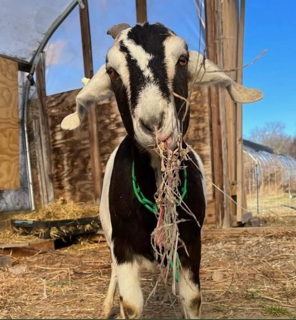 Gather Farm Goat Hikes