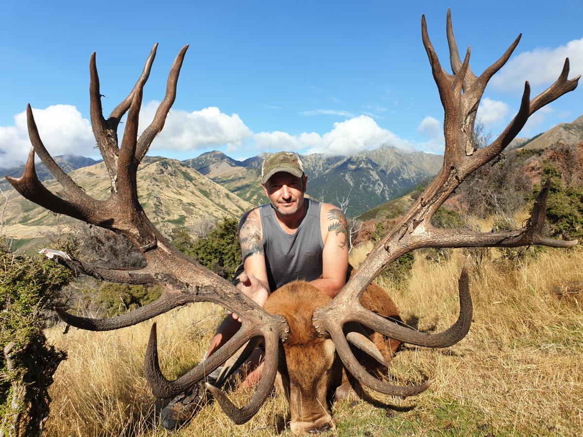 New Zealand Red Stag Hunting Queenstown Based Official Queenstown