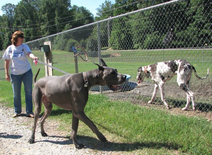 Ruff House Dog Park