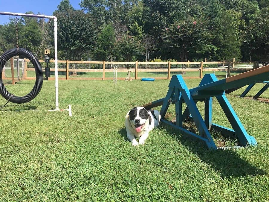 Four hotsell paws agility