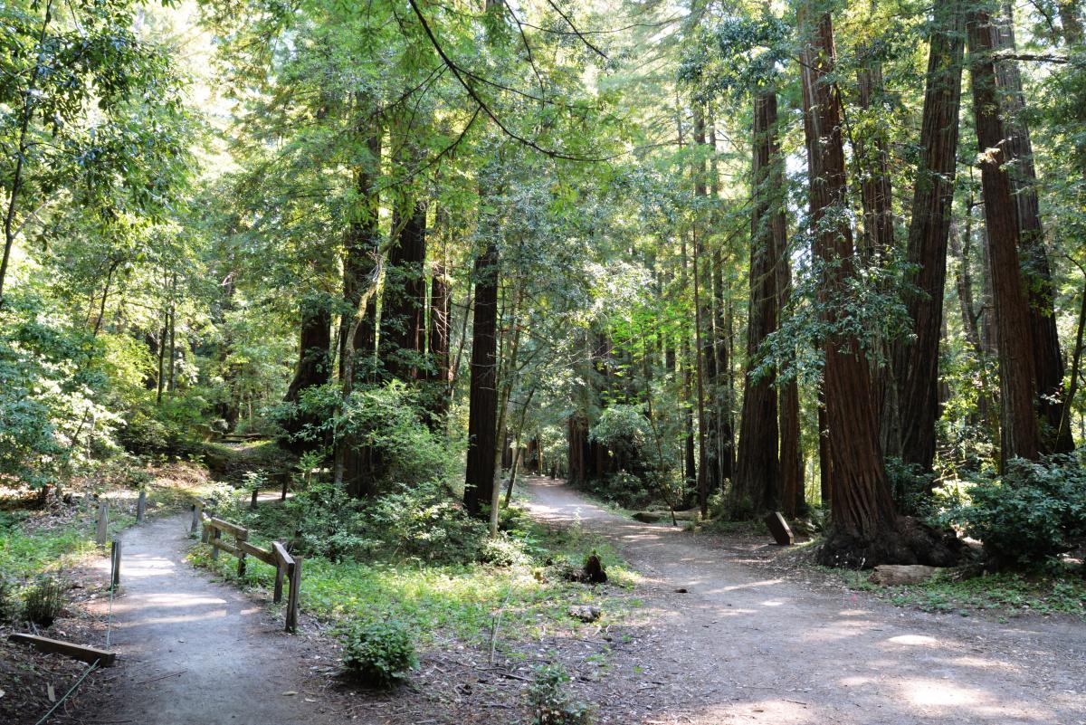 Portola redwoods state park hiking shop
