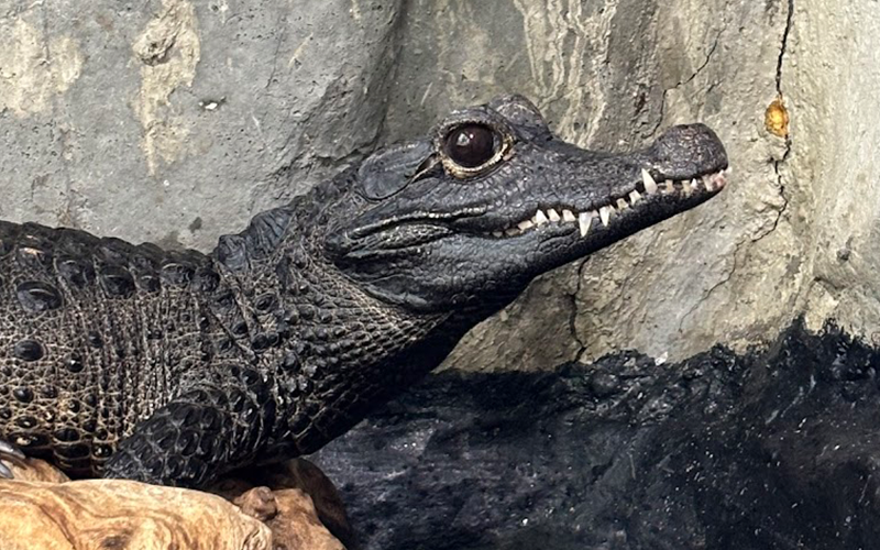 Central Coast Zoo | Visit SLO CAL