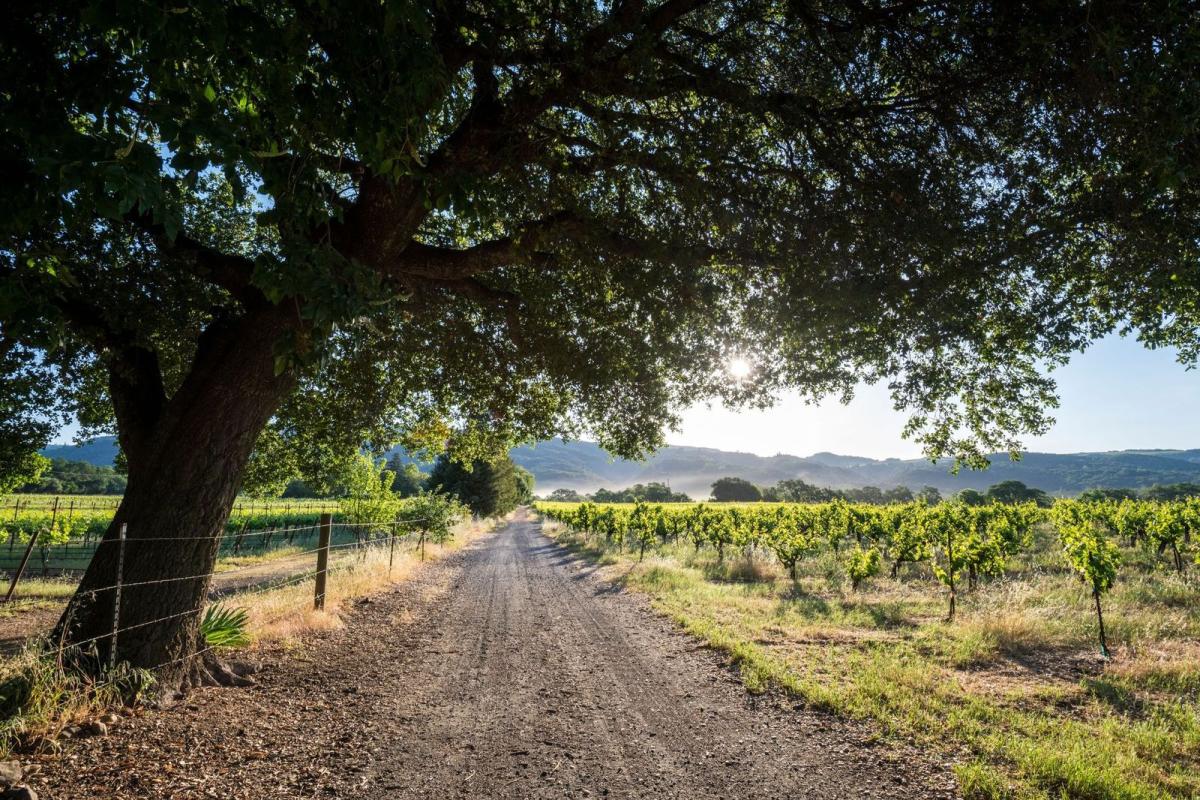 Vineyard road sales