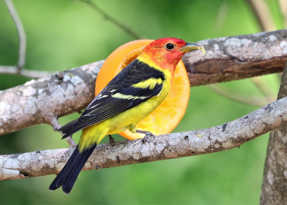 South Padre Island Birding, Nature Center & Alligator Sanctuary
