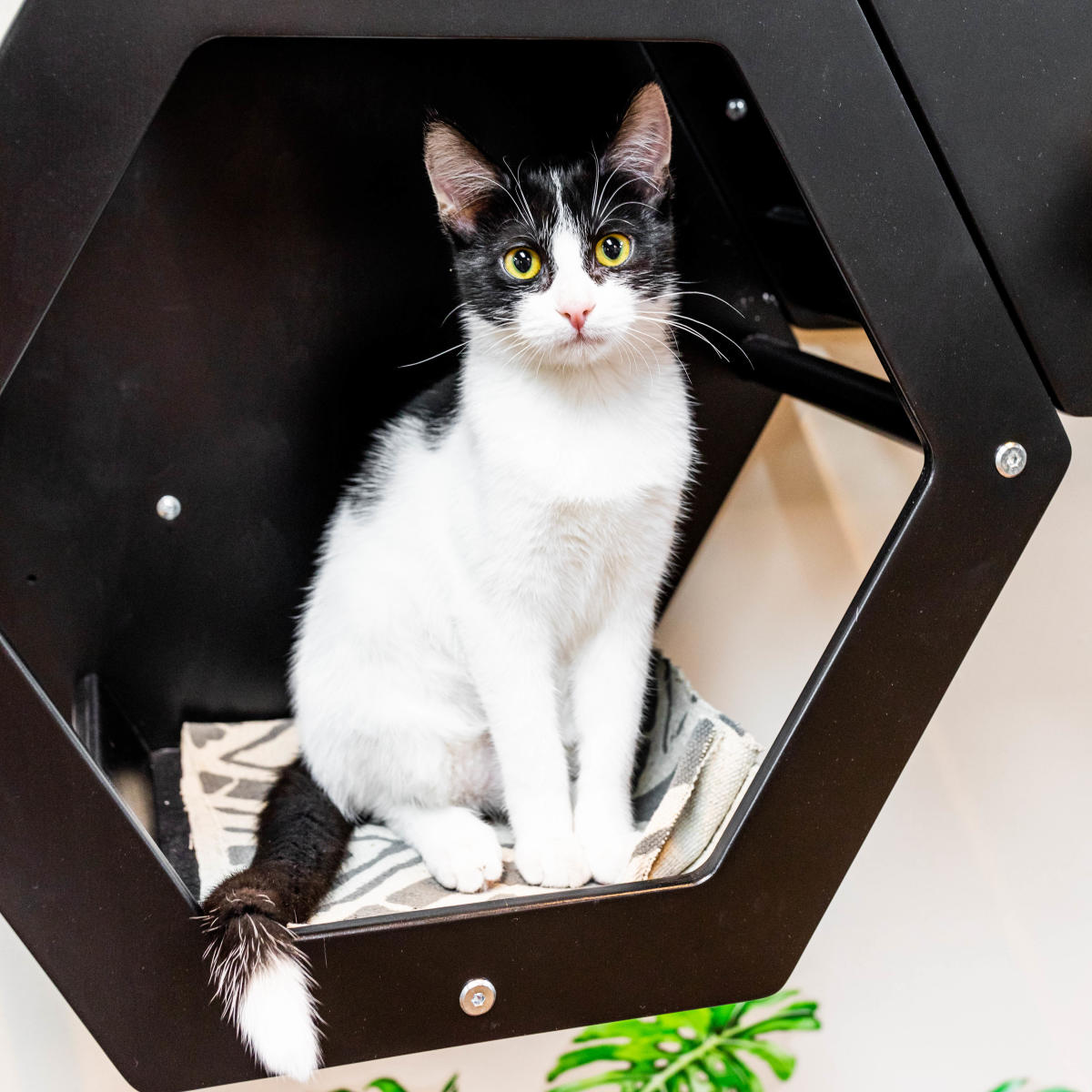 Cat Zen Cafe and Lounge