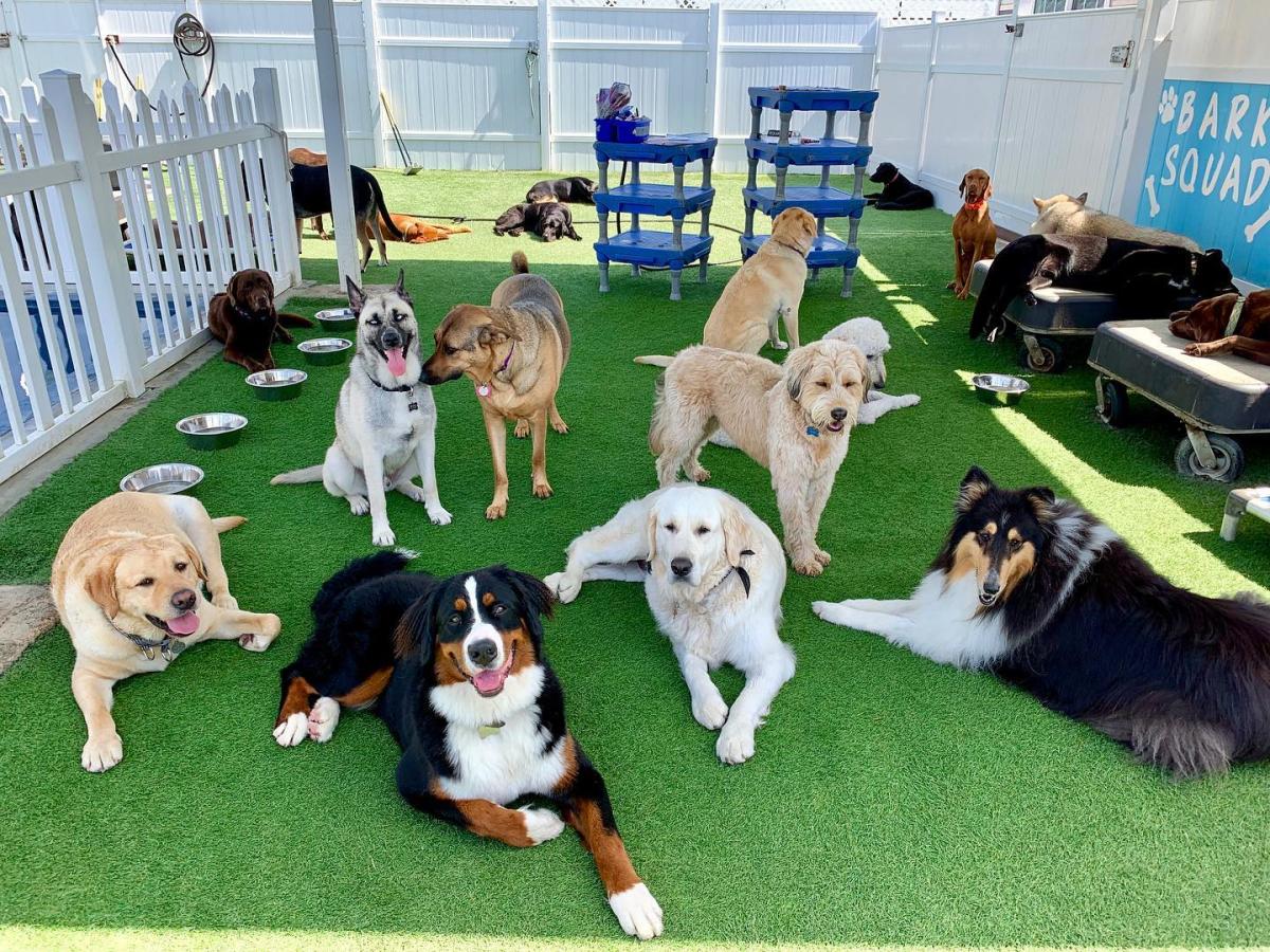 Citydog daycare 2024