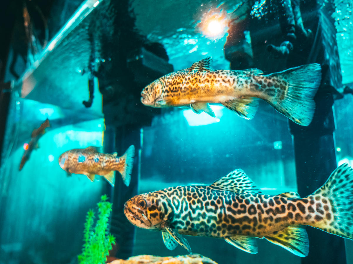 Freshwater fish aquarium near me online