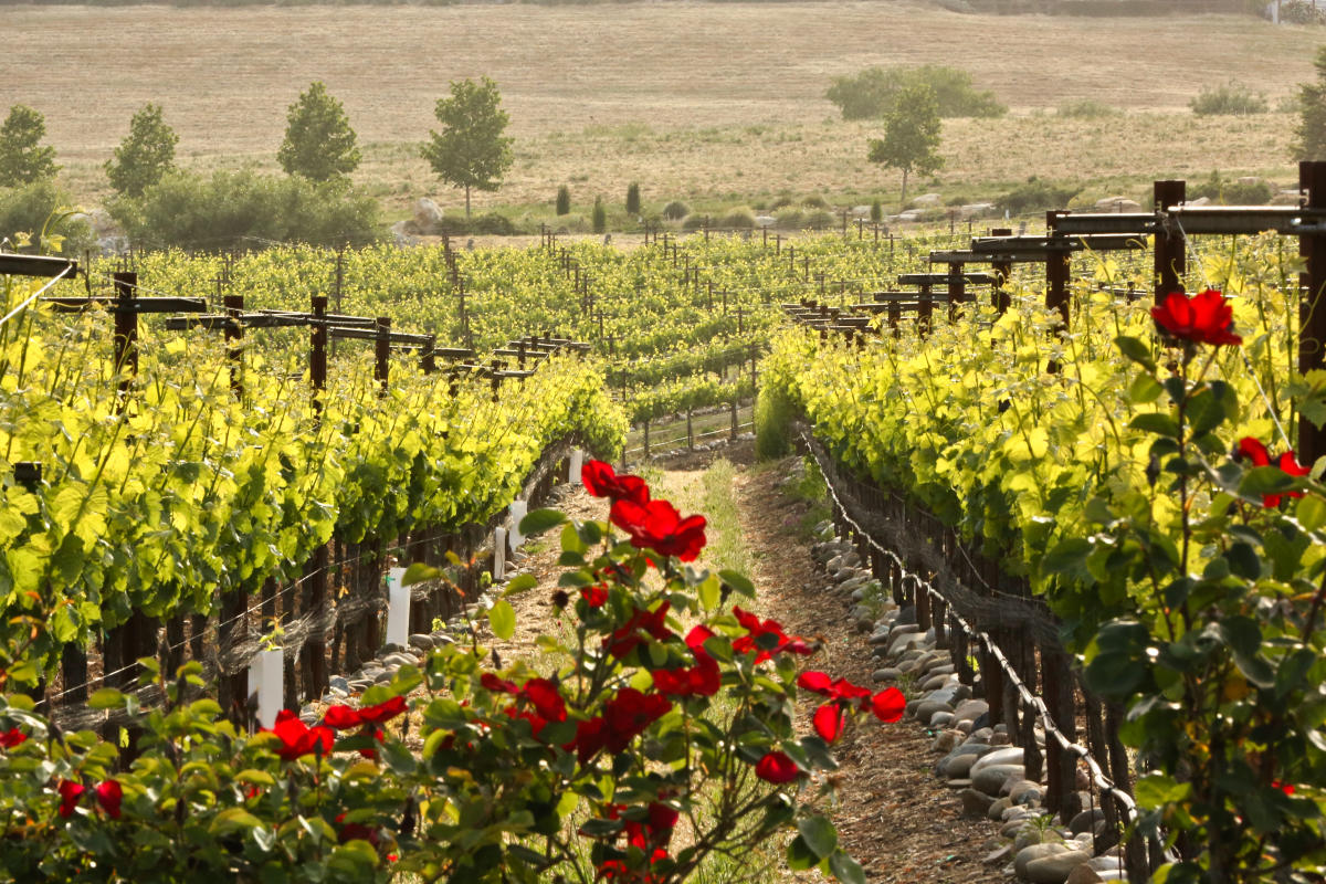 Onx winery outlet