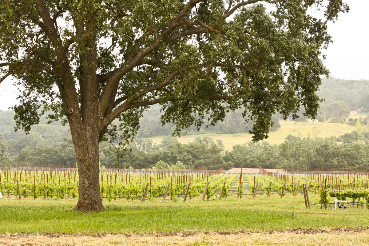 ONX Wines