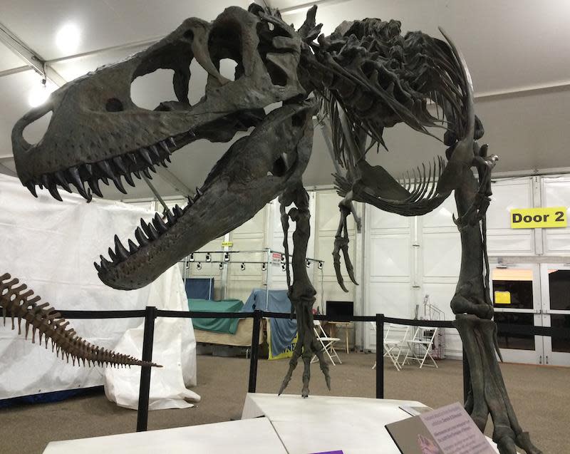 22nd Street Mineral, Fossil & Gem Show | Tucson, AZ 85745