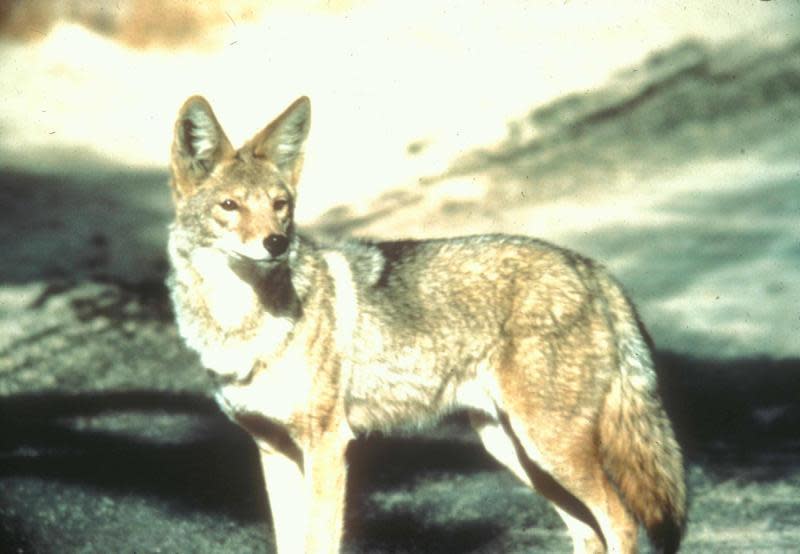 Desert Dogs (Coyote and Foxes) - Saguaro National Park (U.S. National Park  Service)