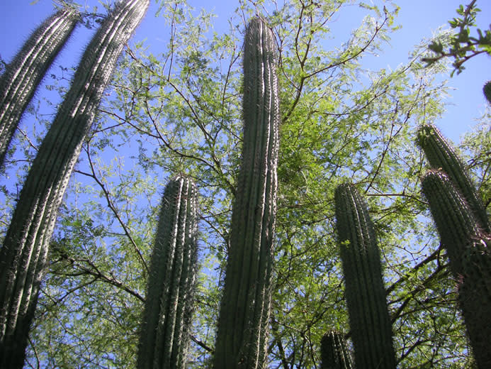 University of Arizona Campus Arboretum | Tucson, AZ 85721-0035