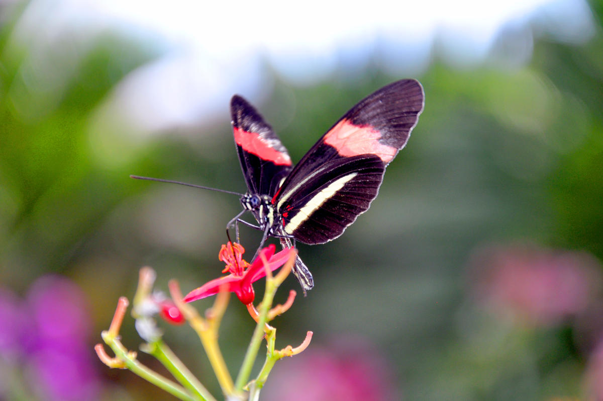 Felt - For Every Living Thing – Tampa Bay Rays Butterfly Garden