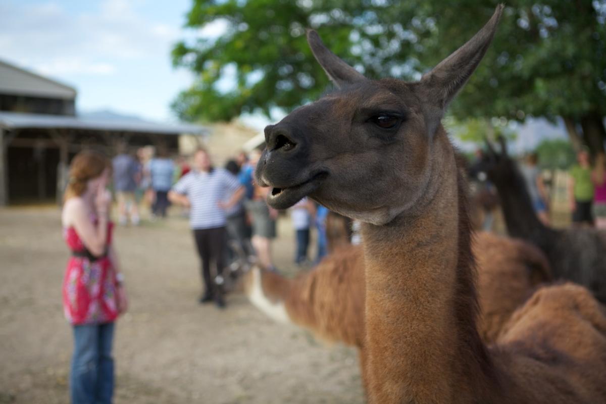 Fælles valg Uplifted glimt Utah Valley Llamas