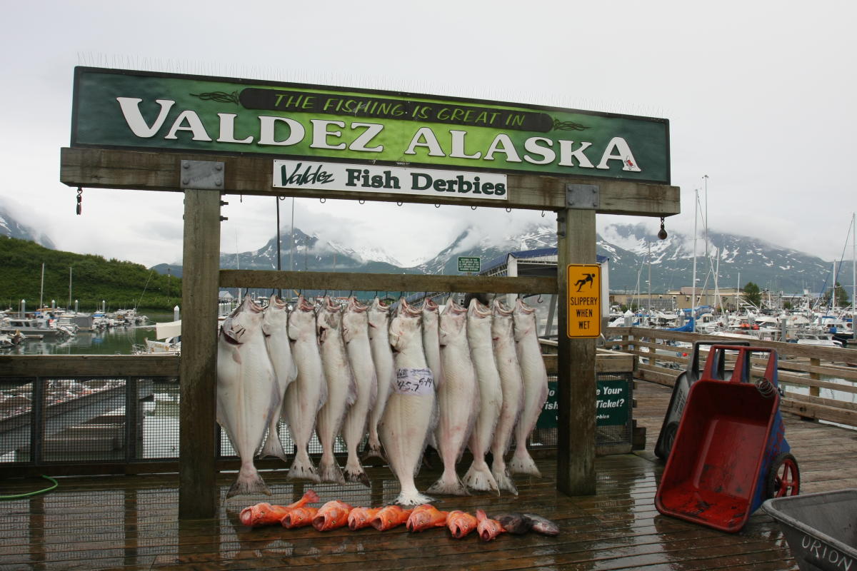 Halibut Derby