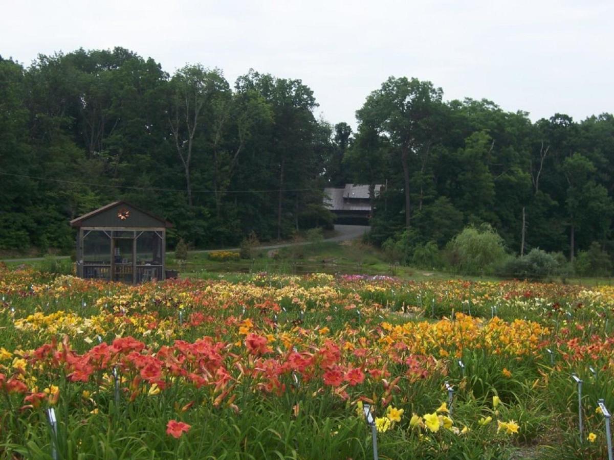 Daylily Cedar Waxwing - Vermont Flower Farm