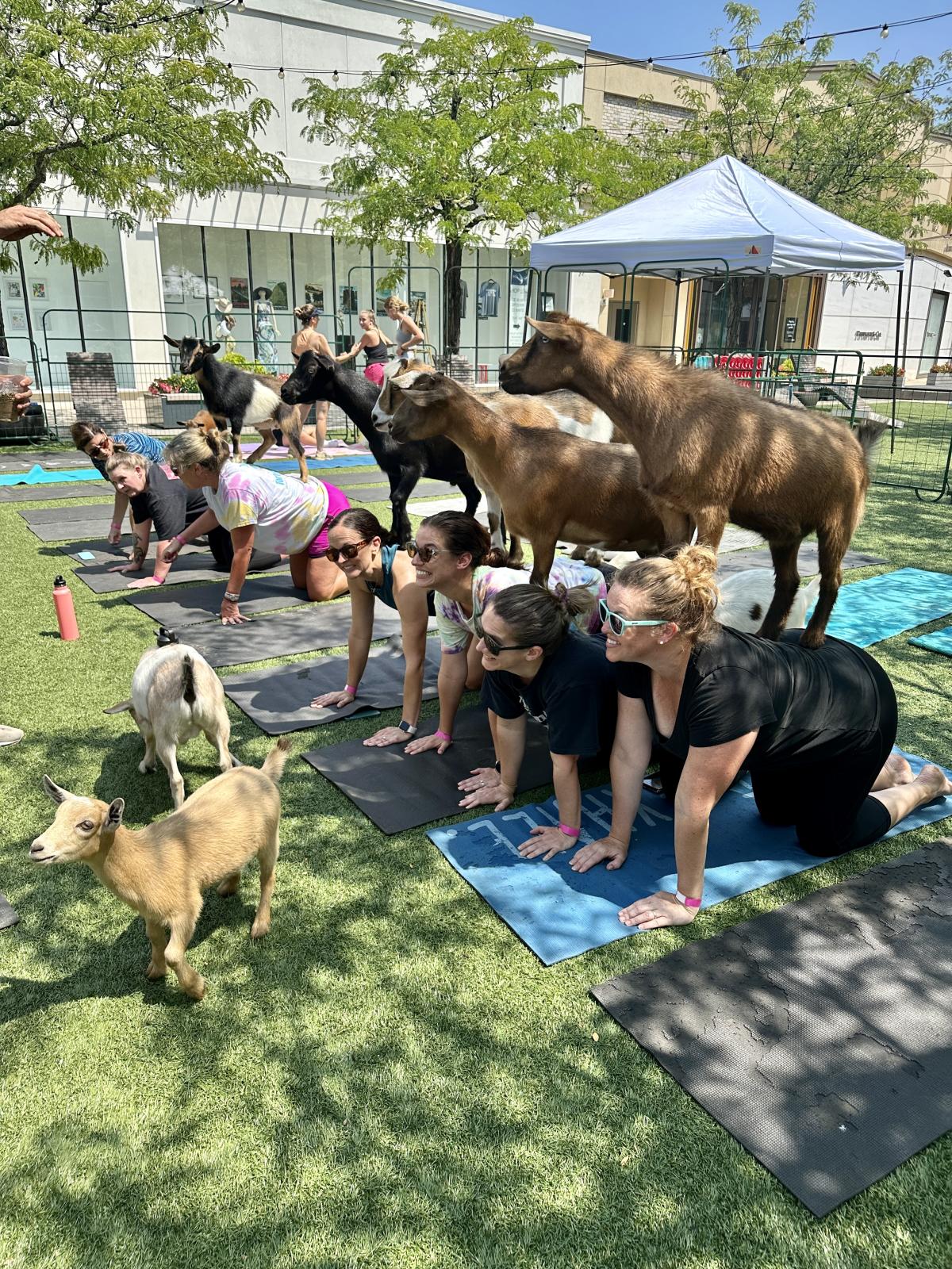 Where to Find Free Outdoor Yoga Classes in Northern Virginia