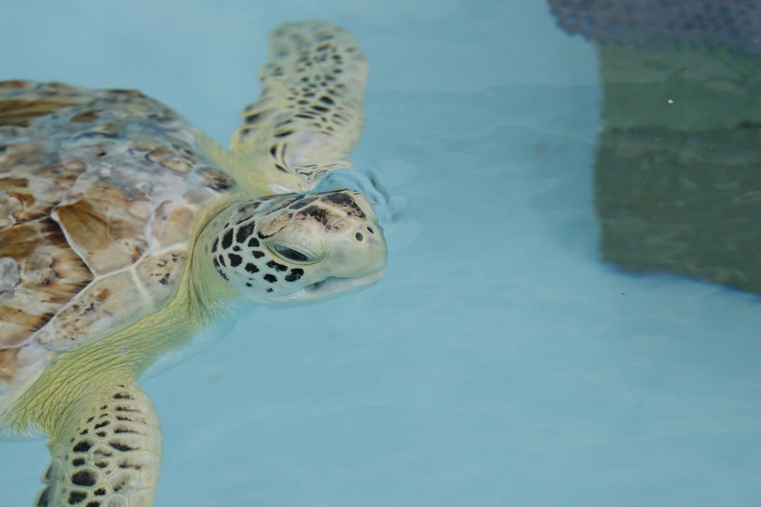 Turtles: Ancient Survivors, Exhibits