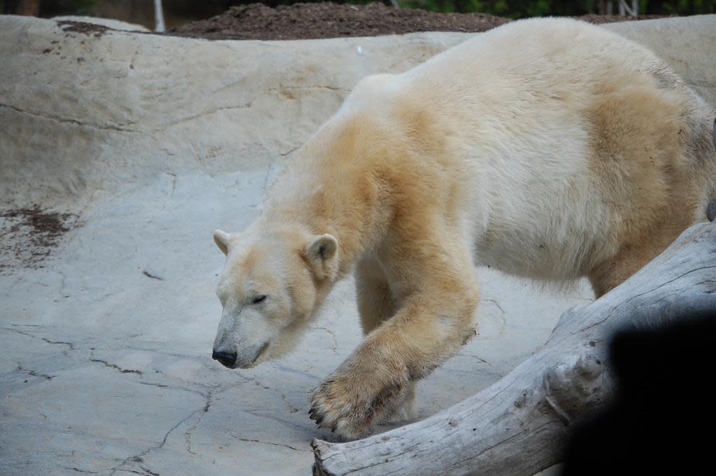 They are family: 3 bears relax at a German zoo