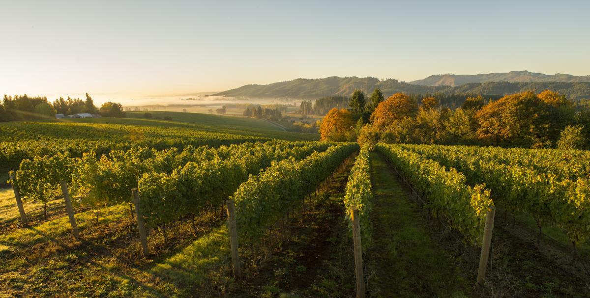 Valley vineyard store