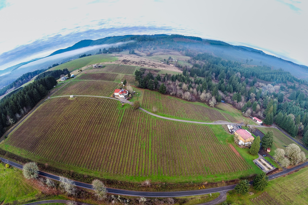 Apolloni Vineyards photo