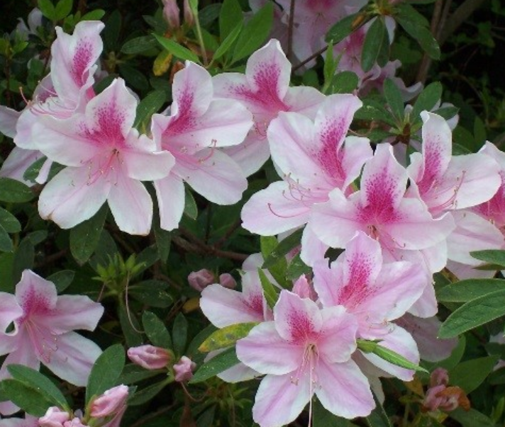 NC Azalea Festival 2025 Event