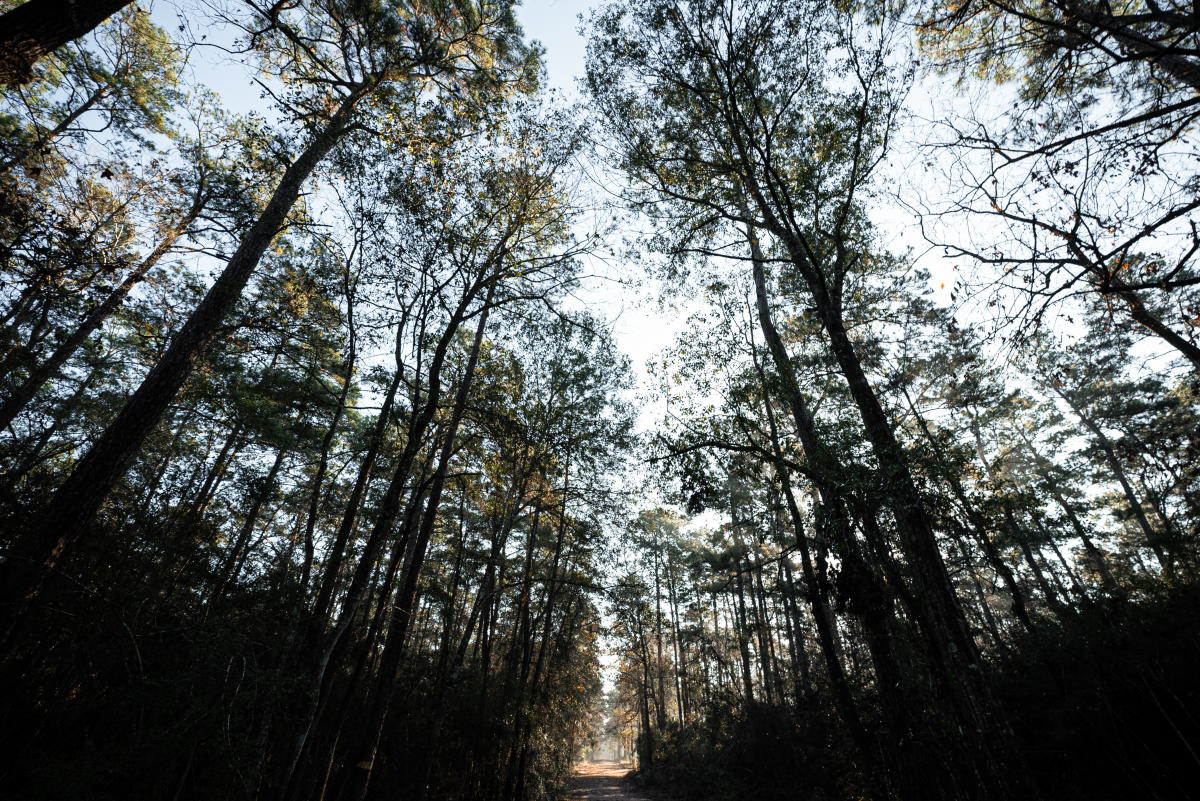 FORESTフォレスト Day_122724-parks-wg-jones-