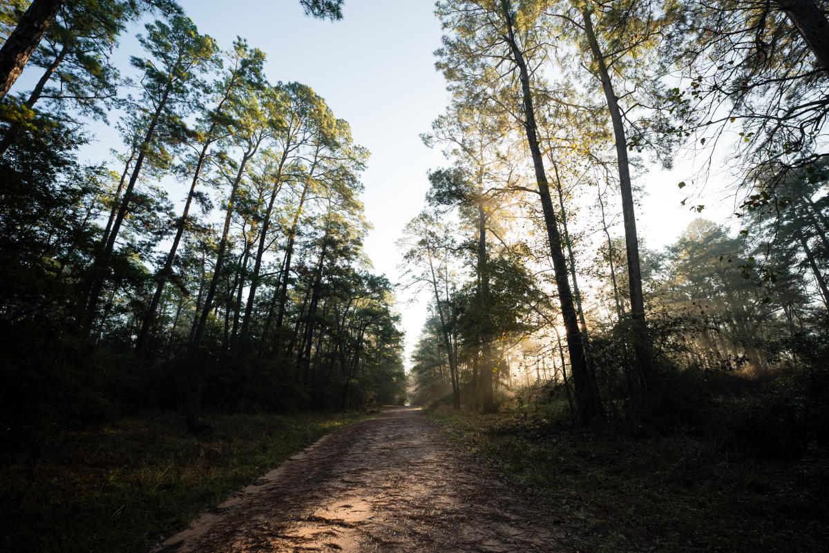W.G. Jones State Forest