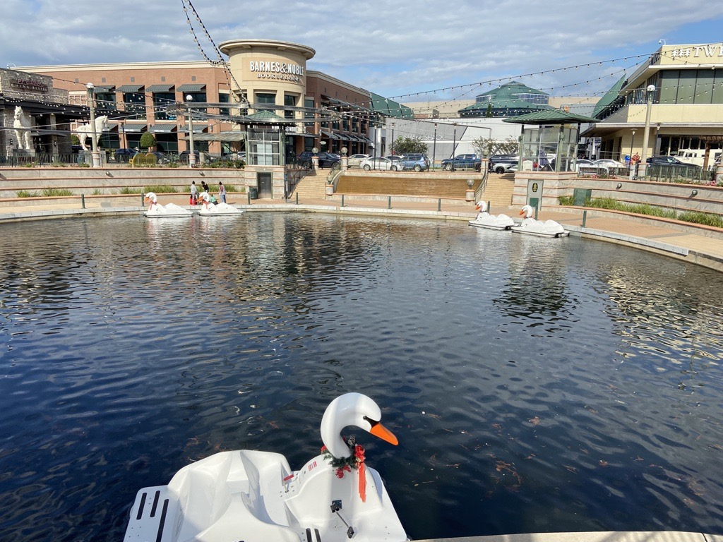 Swans at the Mall