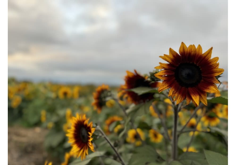Keel & Curley Winery Flower Fields