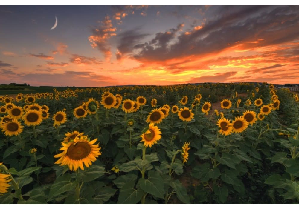 Sunflower & Wildflower Experience at Flinchbaugh's Orchard & Farm