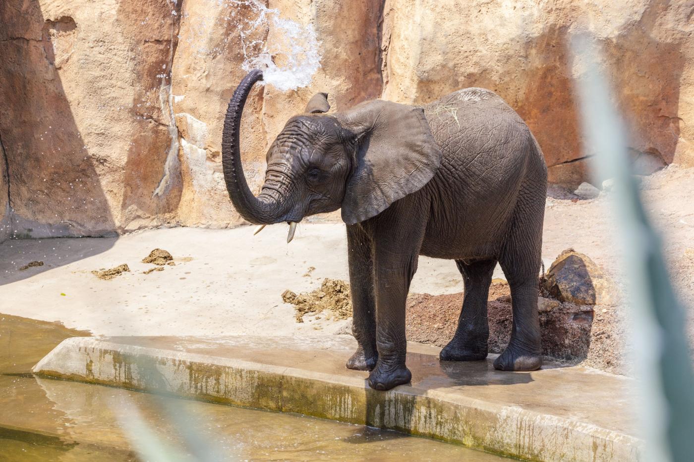 Pictured Above: An Elephant Cooling Down at ZooTampa at Lowry Park