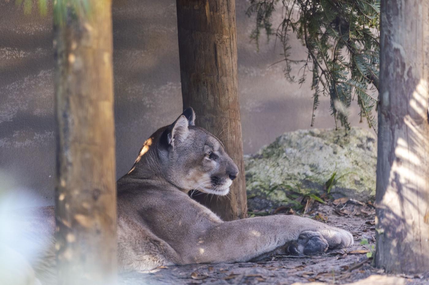Florida Wilds exhibit at ZooTampa at Lowry Park