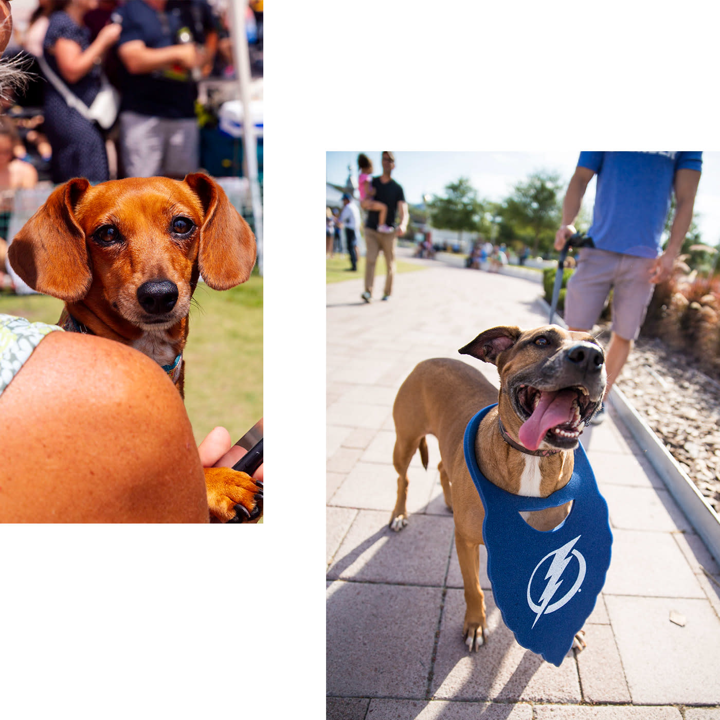 Dogs