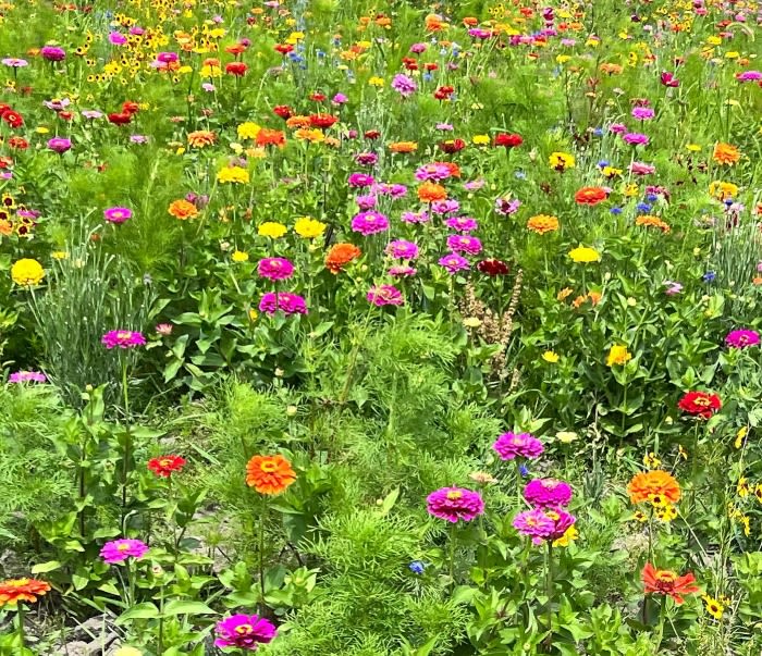 Greenbrier Farms PickYourOwn Wildflowers Field