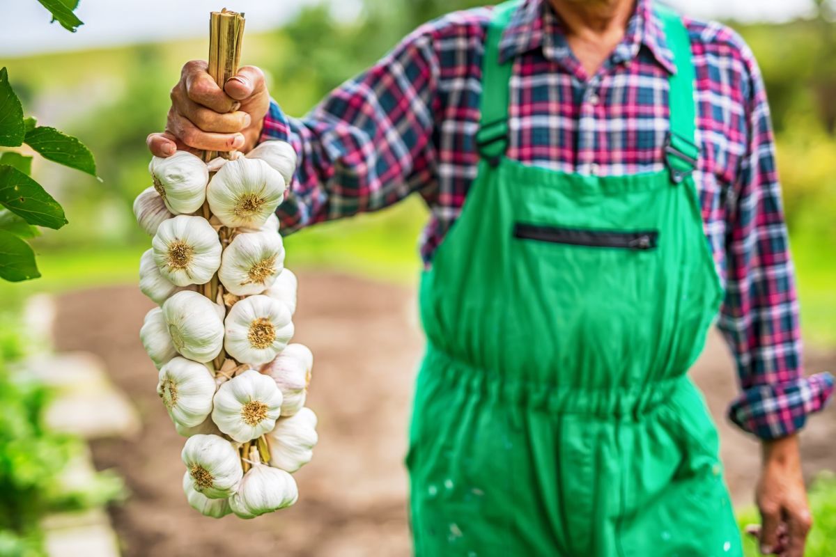 National Garlic Festival 2022