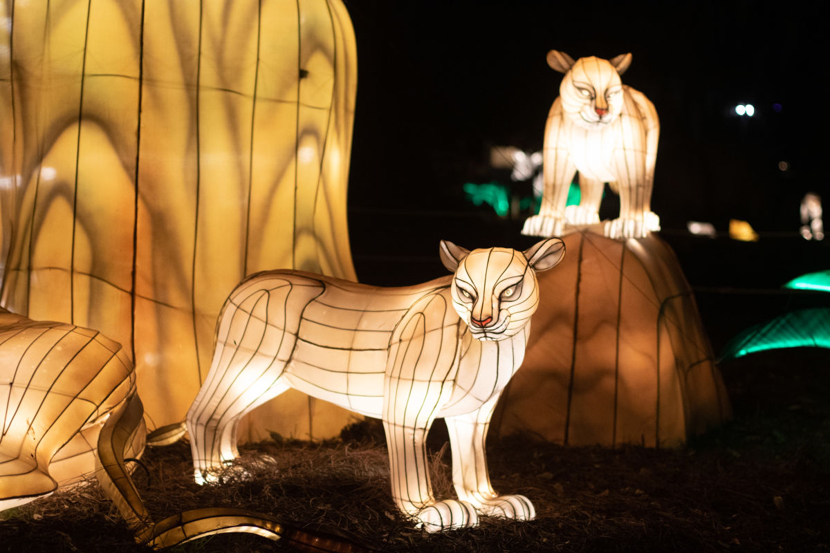 Audubon Zoo Lights