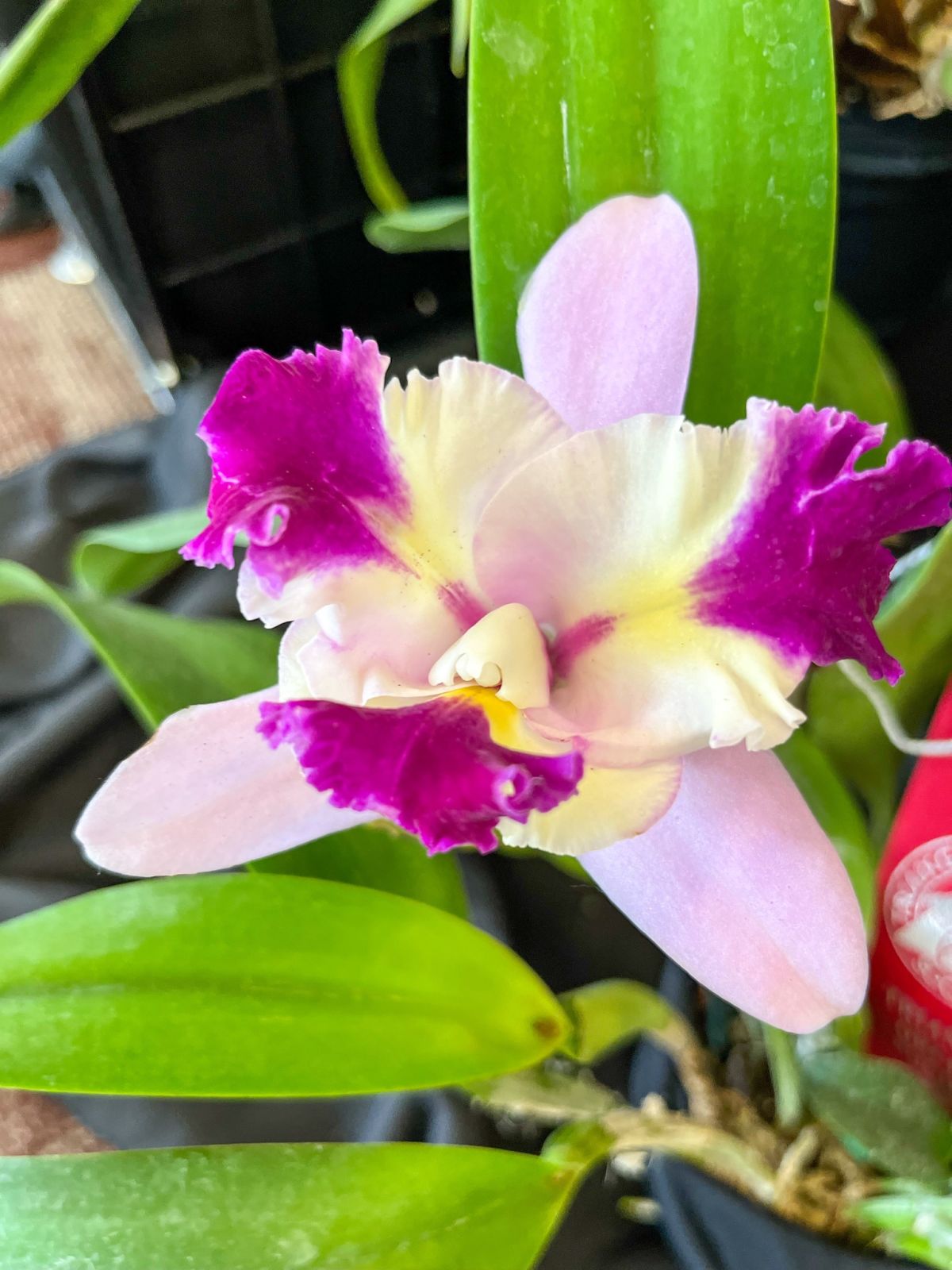 Watered Garden Florist | Raleigh, NC 27607