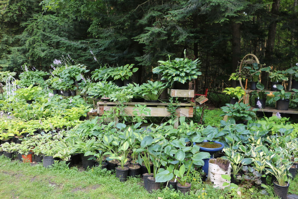 Interlochen Perennial Farm Interlochen, MI 49643