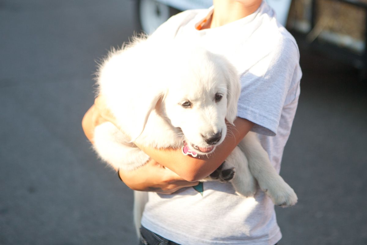 Tulamar Kennel Traverse City, MI 49684