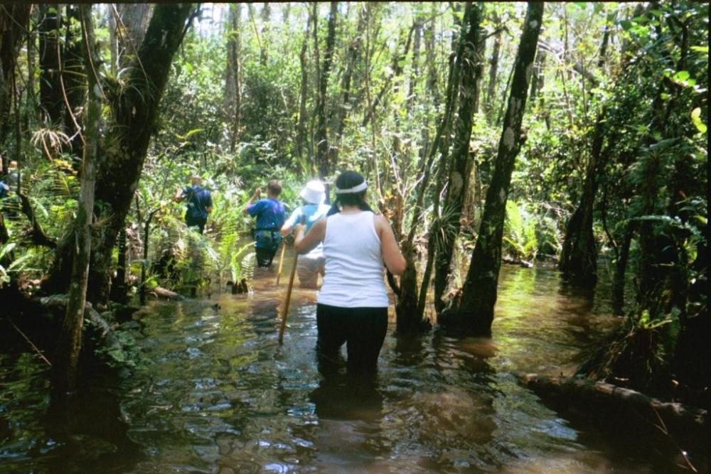 Excursão ao remanso de Everglades