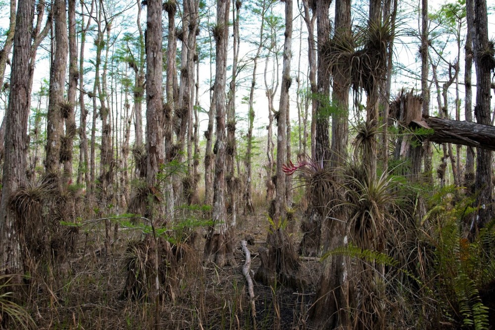 Plantas en los Everglades