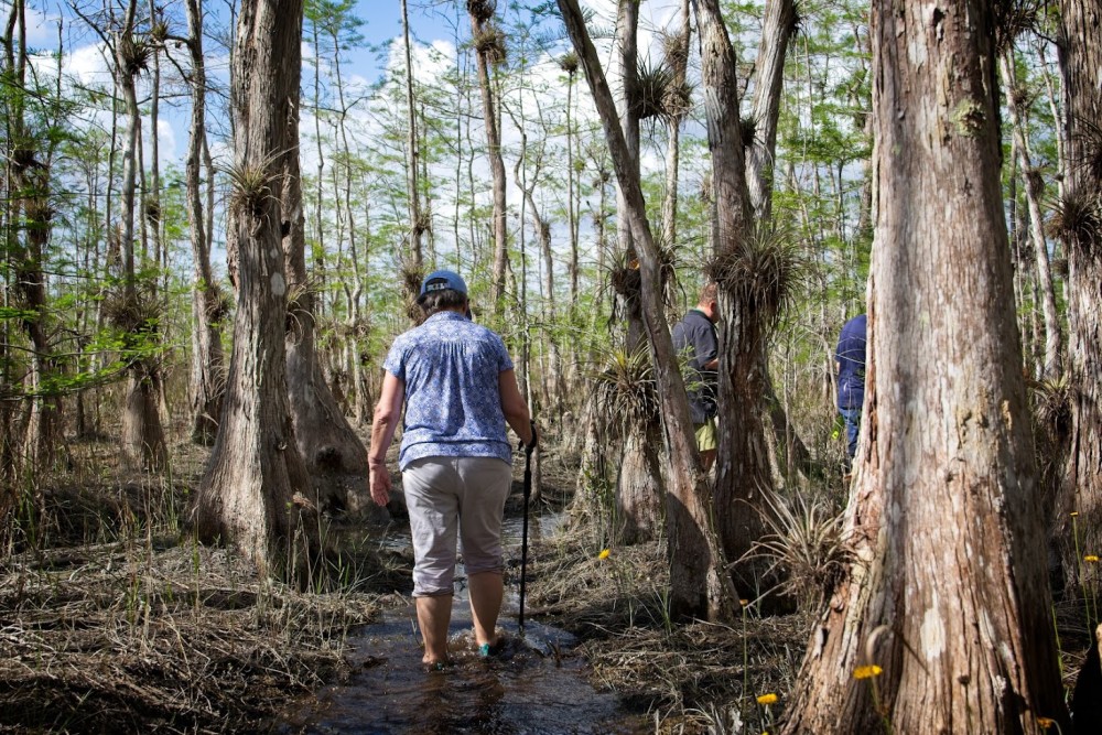 Walking in the Everglades