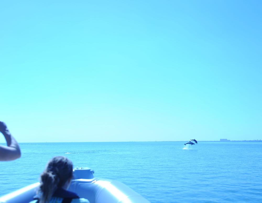 ビスケーン湾でジャンプするイルカ