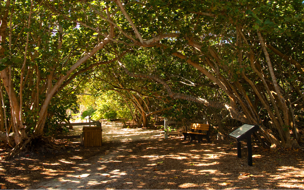 Une canopée d'arbres au parc d'État Bill Baggs