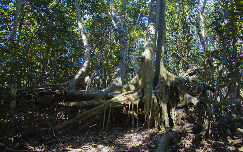 Grandes raízes de árvores em Castellow Hammock Park